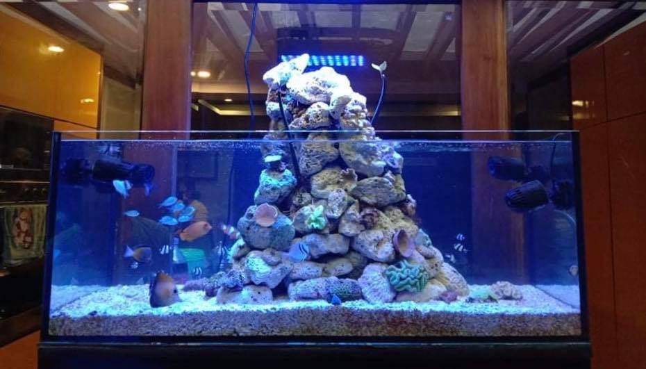 custom aquarium pet supplies homes other pet accessories on carousell