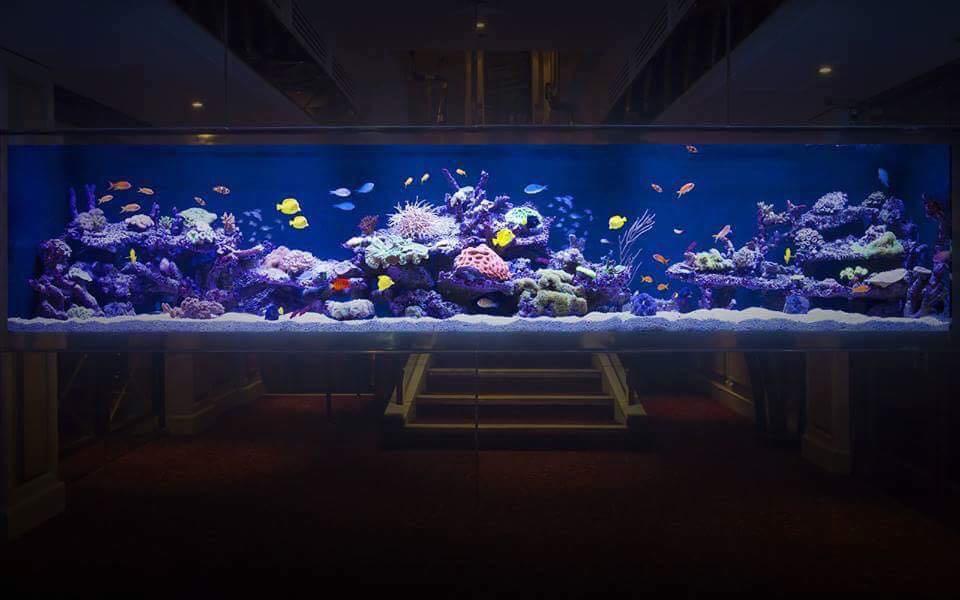 CUSTOM AQUARIUM (Category: Homes & Other Pet Accessories) located in Paranaque City. Submitted by aqrmphlppns (Listing ID 1070265895, Image 2). Description: SALTWATER AQUARIUM PHILIPPINES Saltwater Aquariums Freshwater Aquariums Salt Water Pond Live Fish Holding Tanks Hotel Aquariums Restaurant Aquariums Seafood Aquariums Bespoke Luxury Aquariums Residential and Commercial Aquariums We Offer Complete Specialist, Bespoke Aquarium Design, Set Up an