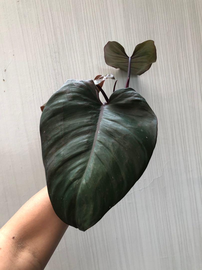 Philodendron Pink Princess cutting, Furniture & Home Living, Gardening