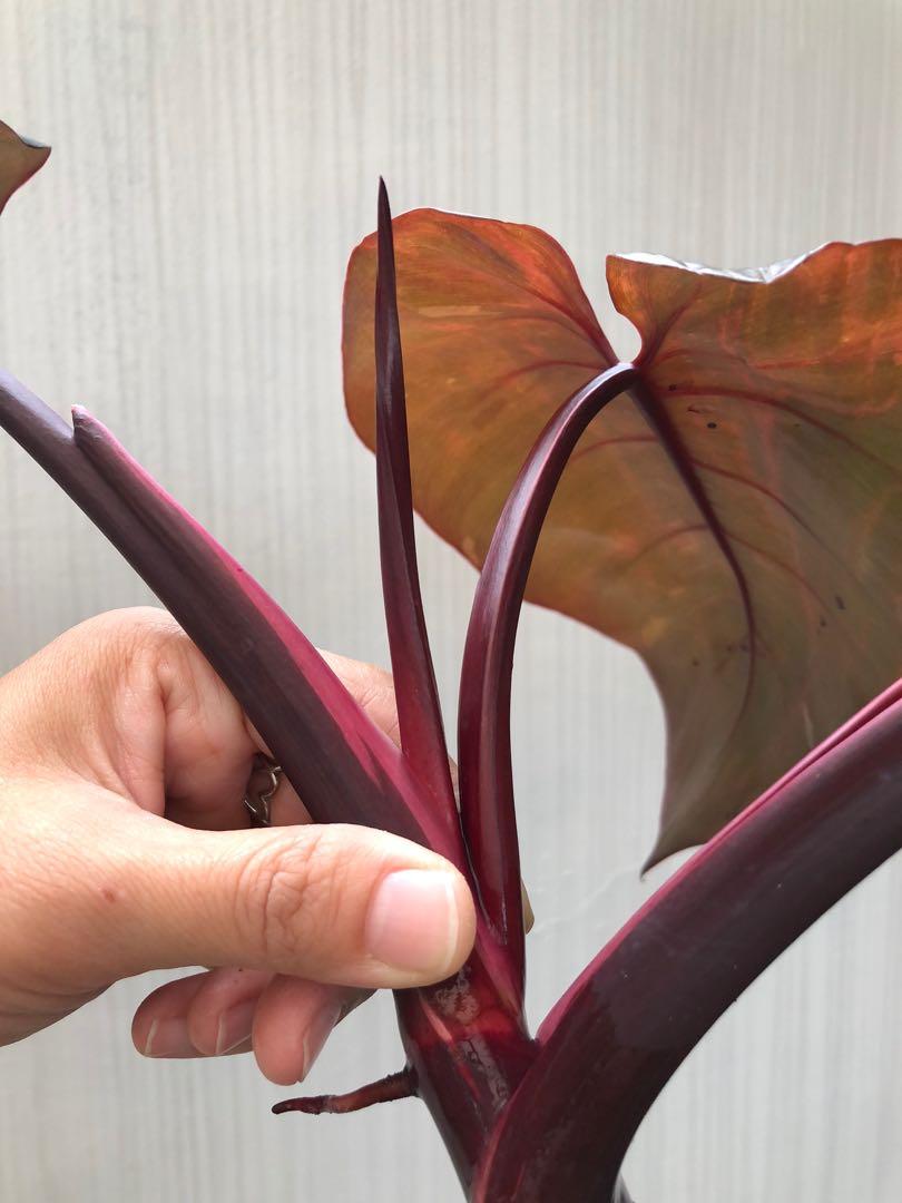 Philodendron Pink Princess cutting, Furniture & Home Living, Gardening