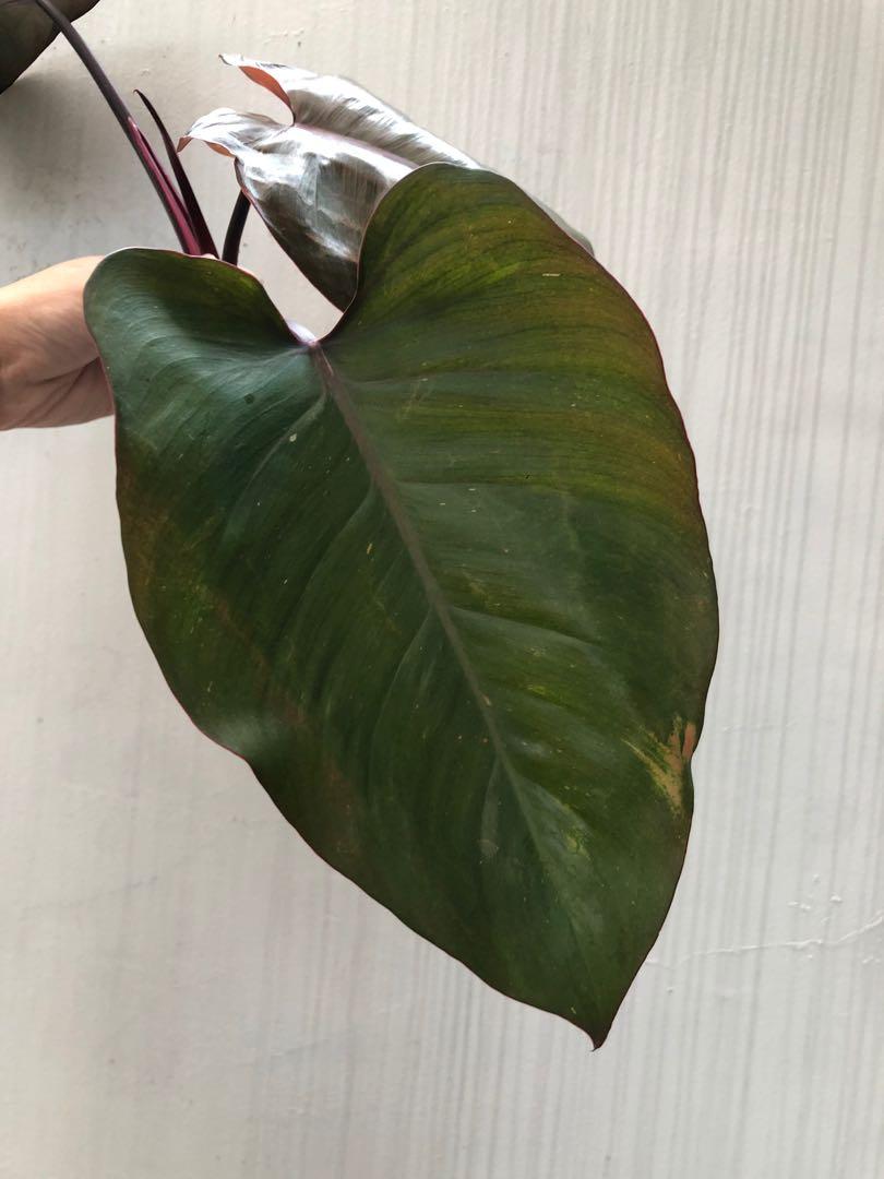 Philodendron Pink Princess cutting, Furniture & Home Living, Gardening