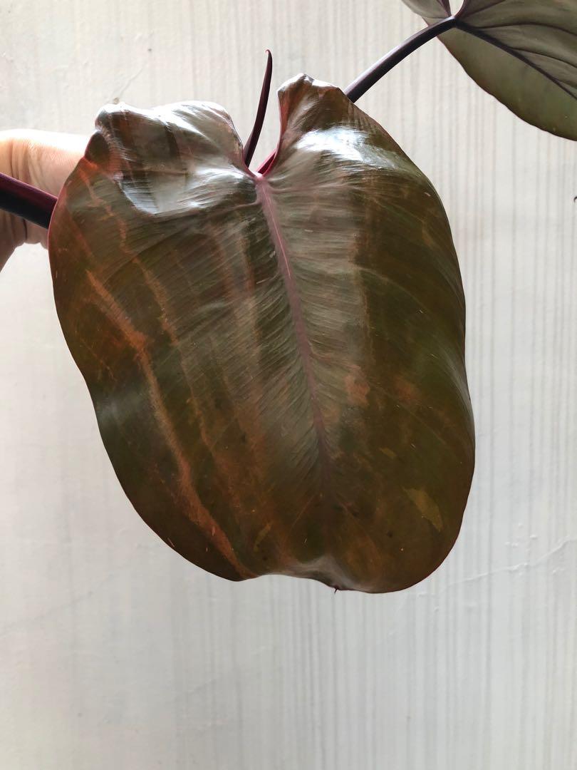 Philodendron Pink Princess cutting, Furniture & Home Living, Gardening