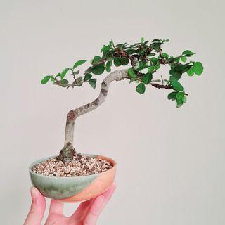 Sold* Tamarindus Indica Bonsai, Gardening, Plants on Carousell Sold* Tamarindus Indica Bonsai, Gardening, Plants on Carousell