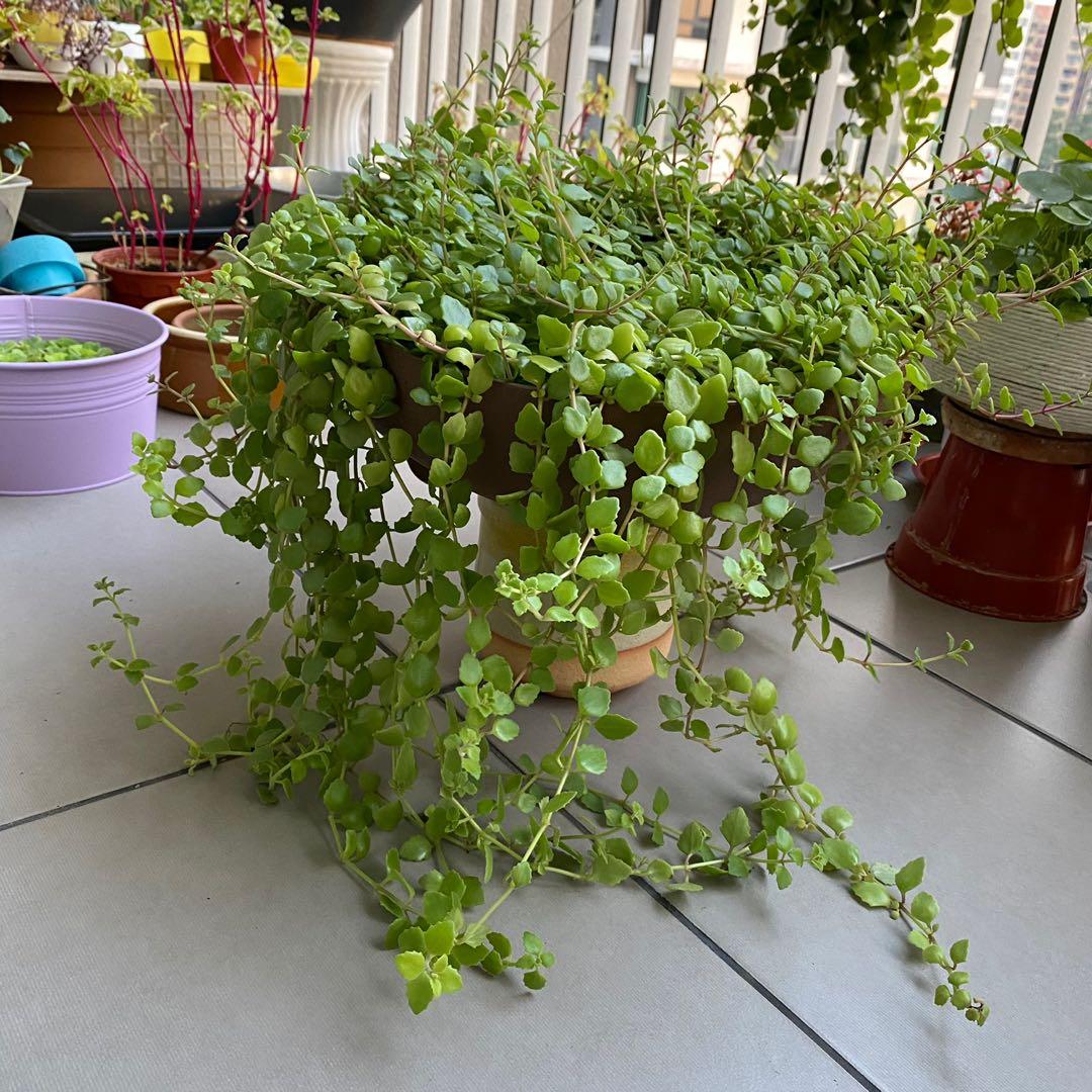 Tangled Heart Live Plant Home Furniture Gardening On Carousell Tangled Heart Live Plant Home Furniture Gardening On Carousell