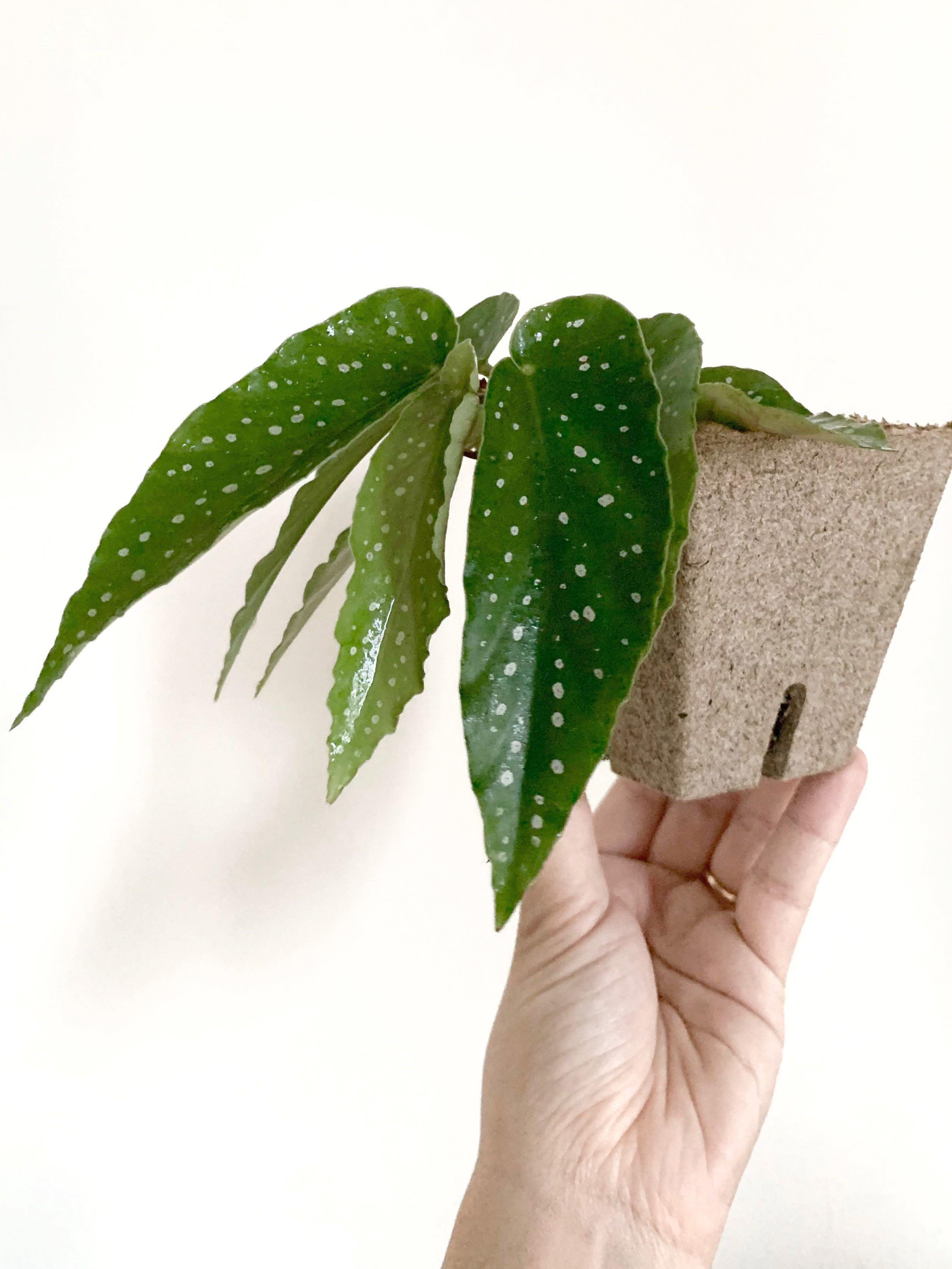 Begonia tamaya, Furniture & Home Living, Gardening, Plants & Seeds on