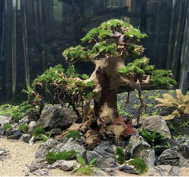 Bonsai tree aquarium scape service customisation, Furniture & Home