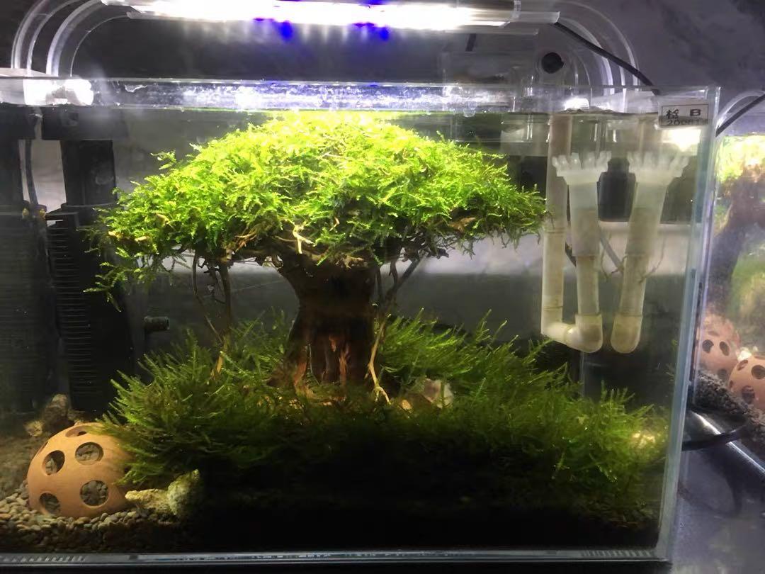 Bonsai tree aquarium scape service customisation, Furniture & Home