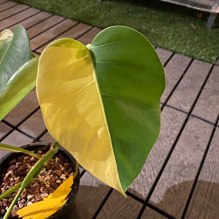 Monstera borsigiana 'Aurea' - Tropics @Home