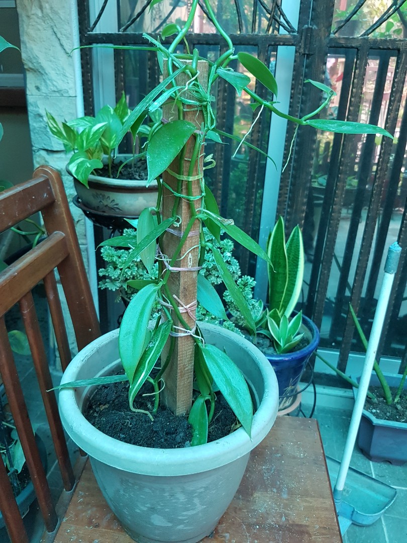 Vanilla plant, Furniture & Home Living, Gardening, Plants & Seeds on