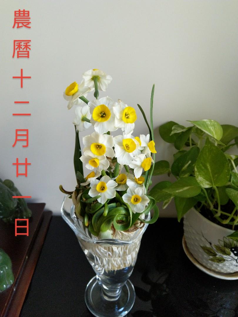 藝術蟹爪水仙花年花牛年 傢俬 家居 Gardening Plants Carousell