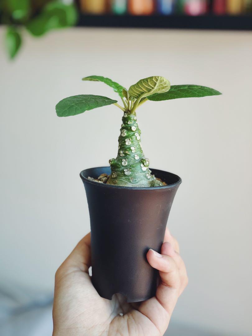 綿葉琉桑Dorstenia elata plant 迷你椰子樹形塊根多肉植物冷門植物