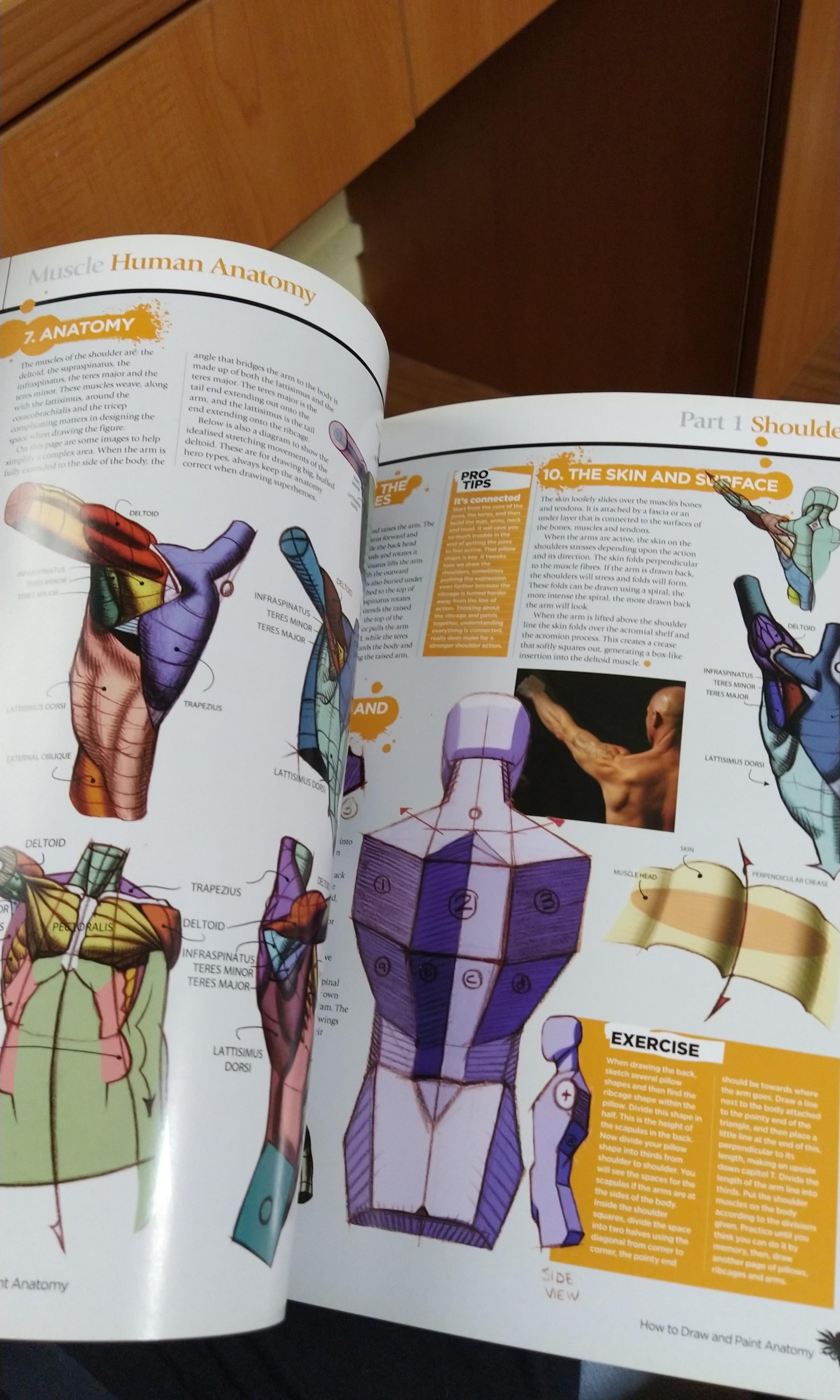 How To Draw And Paint Anatomy (ImagineFX), Hobbies & Toys, Stationery & Craft, Art & Prints on