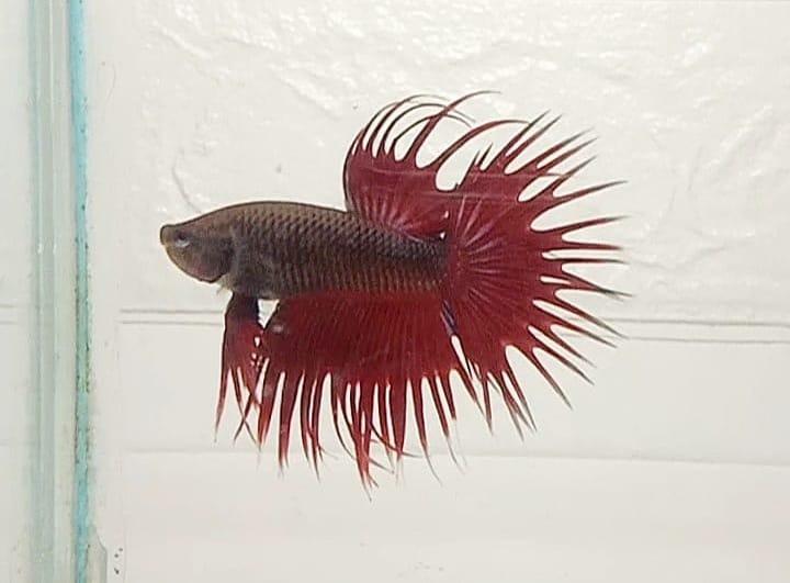 Jenis Ikan Cupang Serit