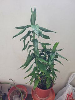 (Category: ) located in . Submitted by chaitrakk (Listing ID 1066970598, Image 1). Description: .