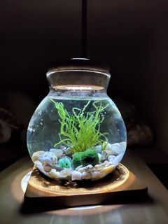 （分類：）位於 。 由 mossimossihk 提交（商品編號 1067080164，圖片 1）。簡介： 。