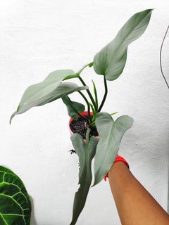 (Category: ) located in . Submitted by borneohouseplants (Listing ID 1067114759, Image 1). Description: .