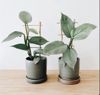 (Category: ) located in . Submitted by mercy520 (Listing ID 1067106681, Image 1). Description: .