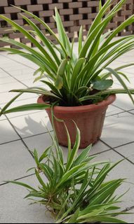 (Category: ) located in . Submitted by greengroot (Listing ID 1066961276, Image 1). Description: .