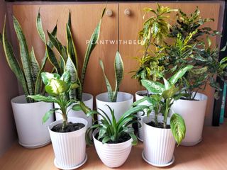 (Category: ) located in . Submitted by plantwithbee (Listing ID 1070610749, Image 1). Description: .