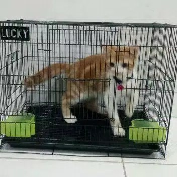 Kandang kucing New 50x31x37 (net)