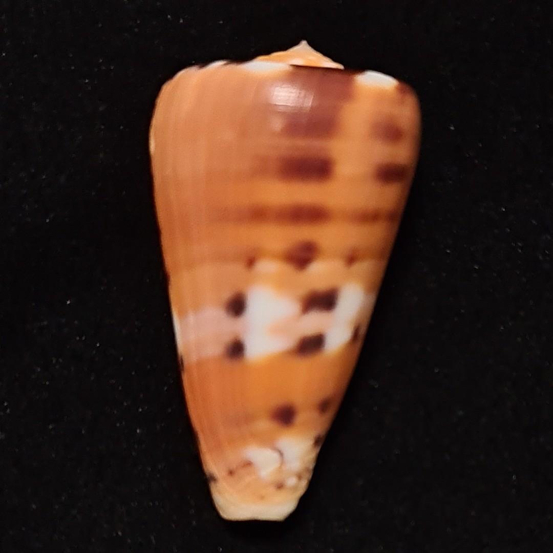 Seashell specimen - Conus barthelemyi (56.9mm), f+++, Uncommon ...
