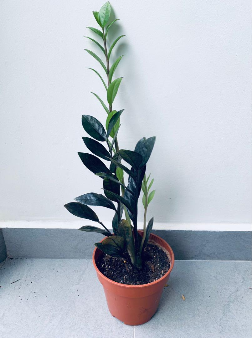 Rare Raven Zz Plant Zamioculcas Zamiifolia Raven With 15cm Pot Gardening Plants On Carousell Rare Raven Zz Plant Zamioculcas Zamiifolia Raven With 15cm Pot Gardening Plants On Carousell