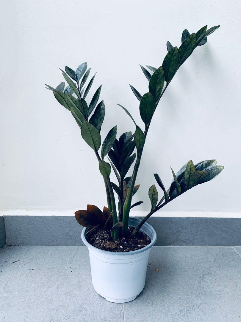 Rare Raven Zz Plant Zamioculcas Zamiifolia Raven With 15cm Pot Furniture Home Living Gardening Plants Seeds On Carousell Rare Raven Zz Plant Zamioculcas Zamiifolia Raven With 15cm Pot Furniture Home Living Gardening Plants Seeds On Carousell