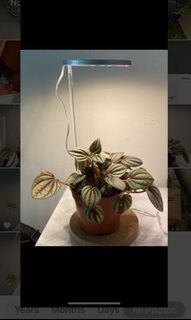 (Category: ) located in . Submitted by potsnplants (Listing ID 1069960302, Image 1). Description: .