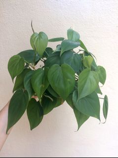 (Category: ) located in . Submitted by waisie (Listing ID 1070774915, Image 1). Description: .