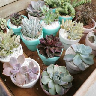 (Category: ) located in . Submitted by wucaibingfen (Listing ID 1070759079, Image 1). Description: .