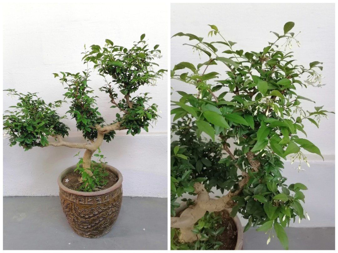 Wrightia religiosa bonsai plant / Water Jasmine Bonsai (Indirect