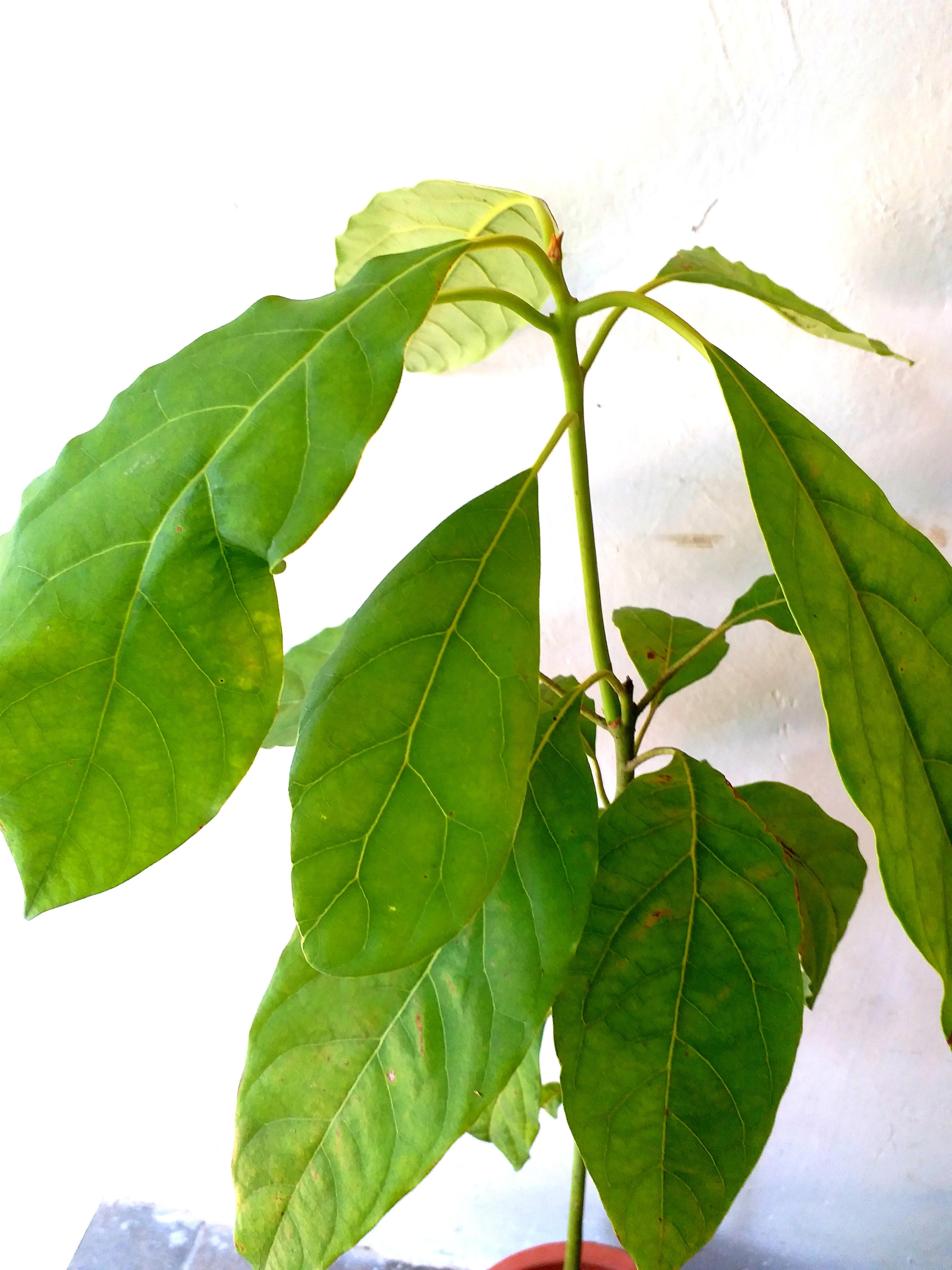 牛油果樹苗澳洲品種1年苗果苗室外植物酪梨食用植物avocado Tree Plant 傢俬 家居 園藝 植物及種子 Carousell