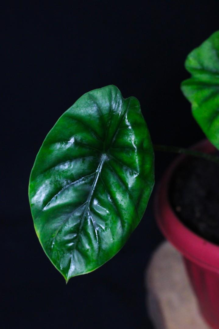 Alocasia Greenshield (Category: Plants & Seeds) located in Taguig. Submitted by fernandcraft (Listing ID 1071060386, Image 2). Description: Green Shield are very easy to grow tropical plants that require little care indoors or out. This is one of the most attractive and easiest to grow species of Alocasia..