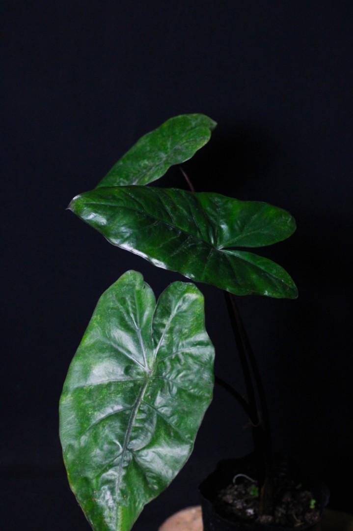 Alocasia Plumbea Nigra (Category: Plants & Seeds) located in Taguig. Submitted by fernandcraft (Listing ID 1071057233, Image 2). Description: Alocasia Plumbea Nigra foliage is large and ribbed. The arrow-shaped leaves sit on large petioles and they can reach up to 2m long! It doesn't cope well with direct sunlight so keep it in partial shade. 'Black metallic taro' is native to Indonesia. The large, wavy-edged leaves have a lustrous sheen that giv