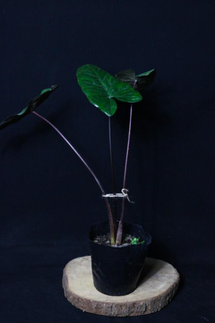 Alocasia Plumbea Nigra (Category: Plants & Seeds) located in Taguig. Submitted by fernandcraft (Listing ID 1071057233, Image 3). Description: Alocasia Plumbea Nigra foliage is large and ribbed. The arrow-shaped leaves sit on large petioles and they can reach up to 2m long! It doesn't cope well with direct sunlight so keep it in partial shade. 'Black metallic taro' is native to Indonesia. The large, wavy-edged leaves have a lustrous sheen that giv