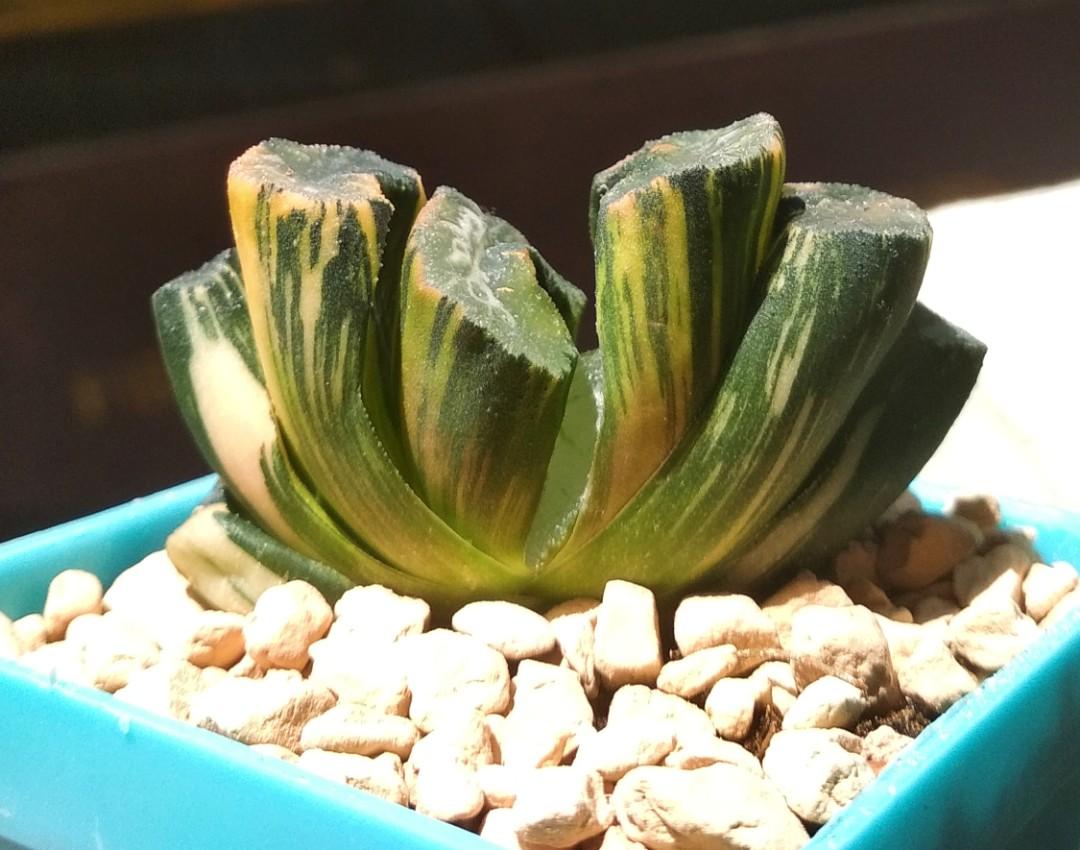 Haworthia Truncata Hiroshigei Variegated 7cm Pot Furniture Home Living Gardening Plants Seeds On Carousell