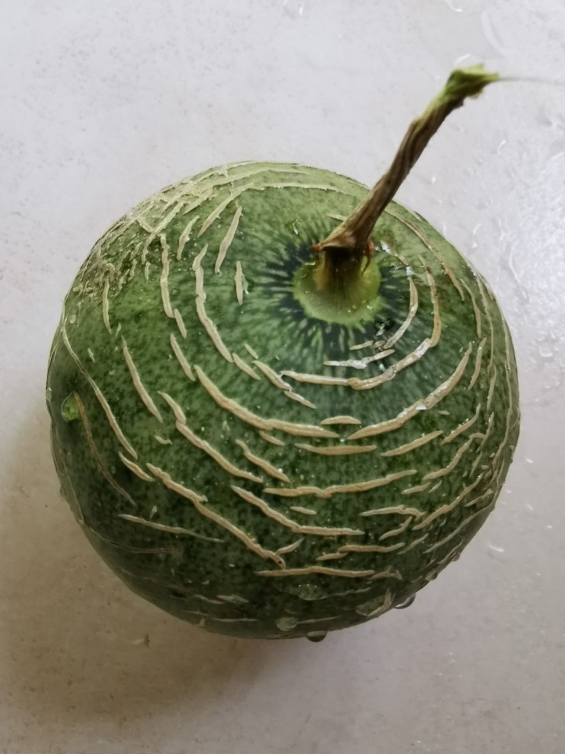 Japanese Melon *Seeds/ Young Shoots* grown), Furniture