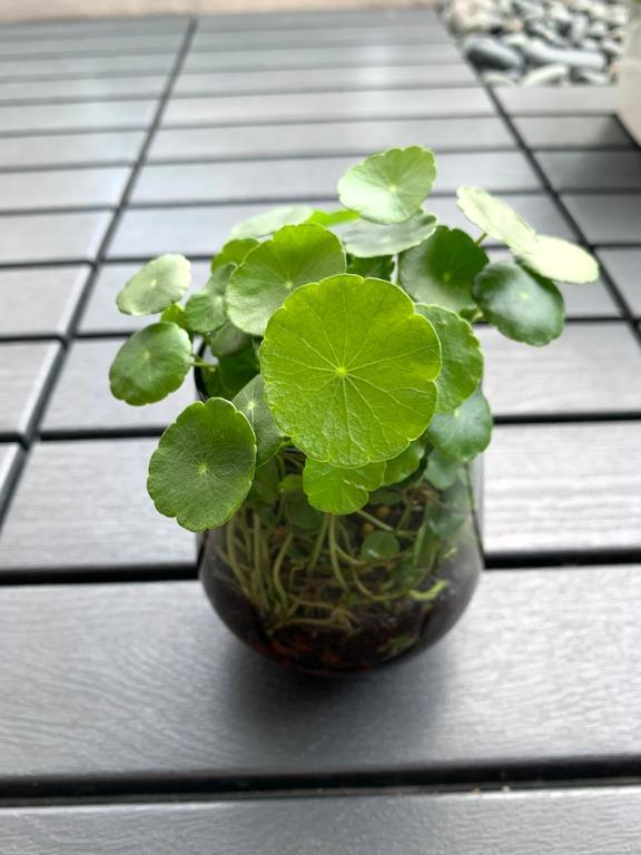 pennywort plant hydrocotyle vulgaris chinese fengshui plant ikea glass pot furniture home living gardening plants seeds on carousell