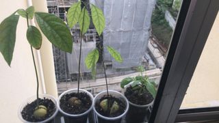 (Category: ) located in . Submitted by lithiumradon (Listing ID 1071101781, Image 1). Description: .