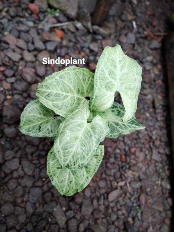 Syngonium Batik R220221 39 Gardening Plants On Carousell Syngonium) — rod mnogoletnih vechnozelyonyh rasteniy semeystva aroidnye (araceae). carousell