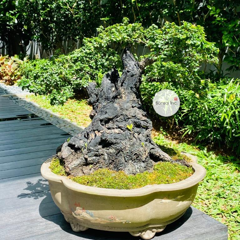 Reserved Rare Black Ebony Bonsai With Micro Leaves Furniture Home Living Gardening Plants Seeds On Carousell