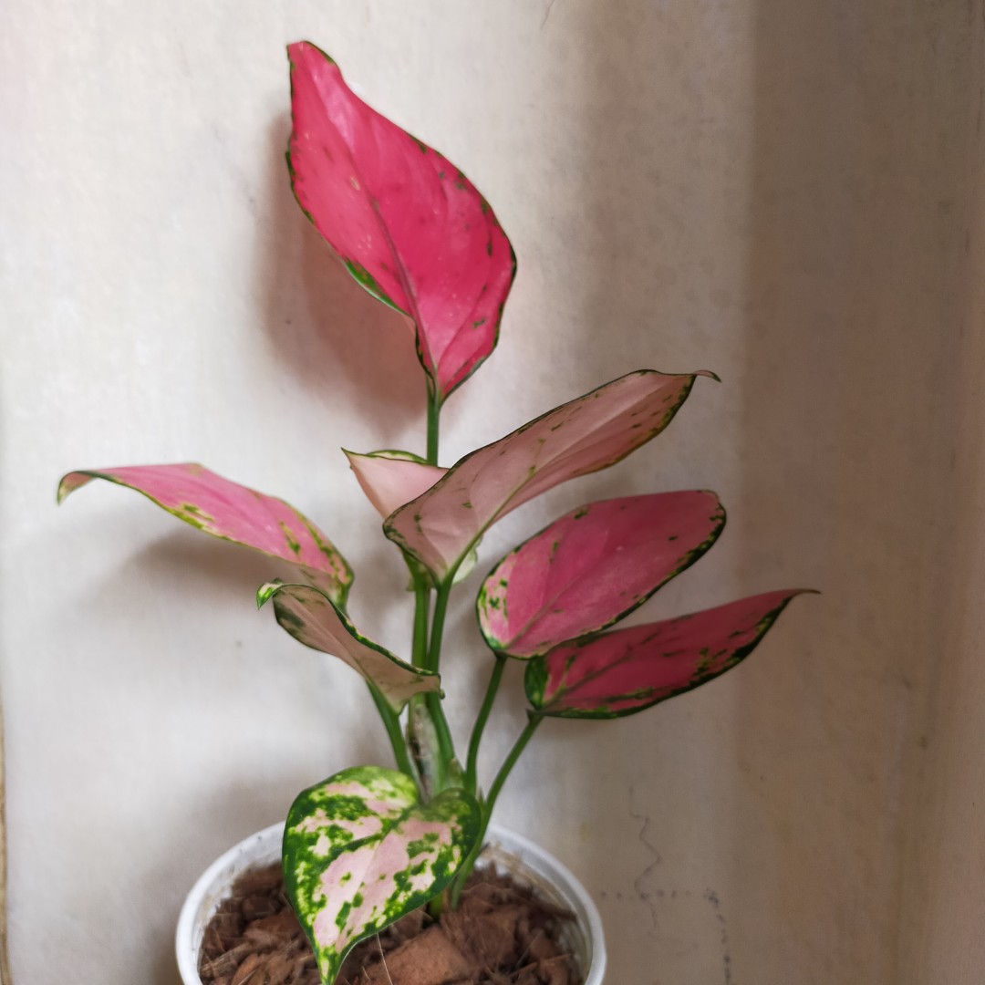 Aglaonema Katrina, Furniture & Home Living, Gardening, Plants & Seeds on  Carousell