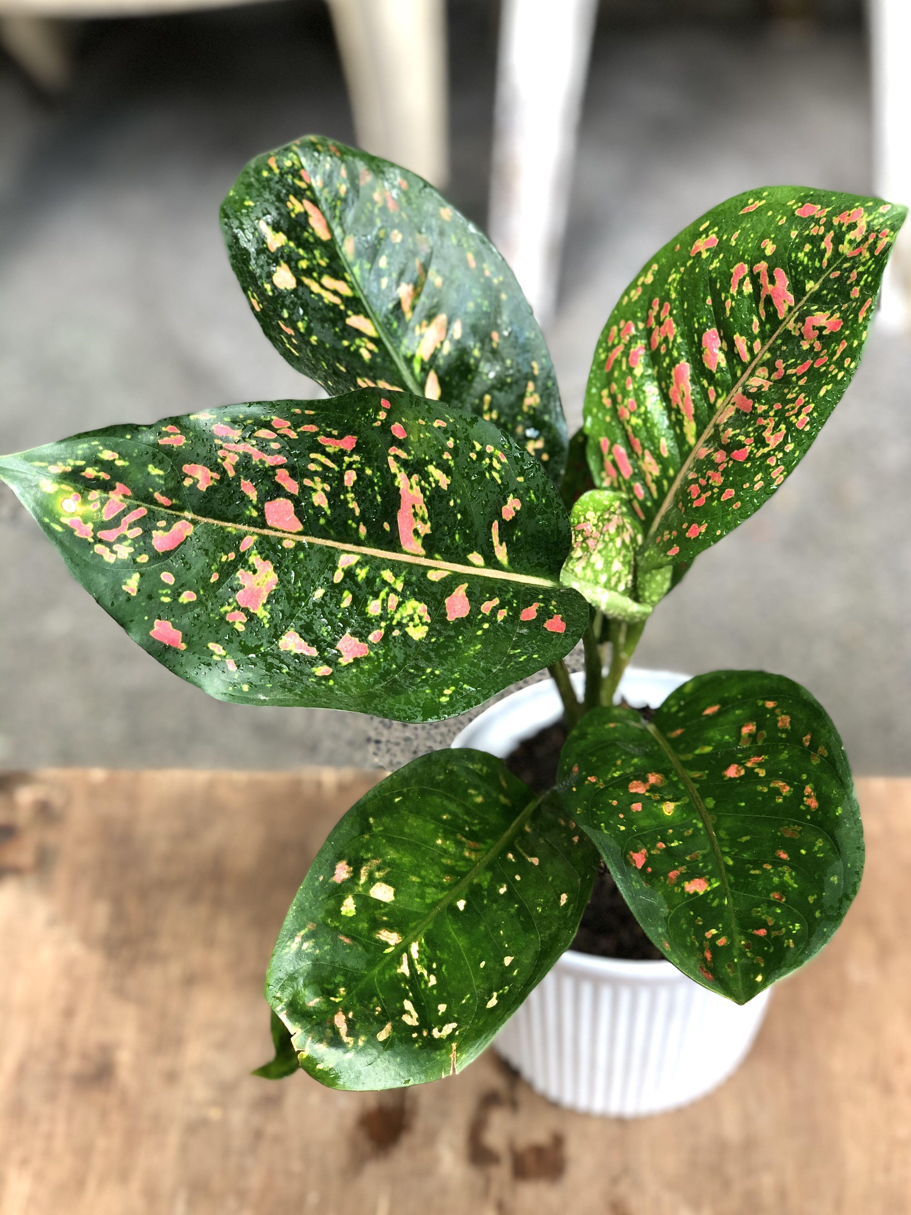 Pink Dalmatian Aglaonema Care