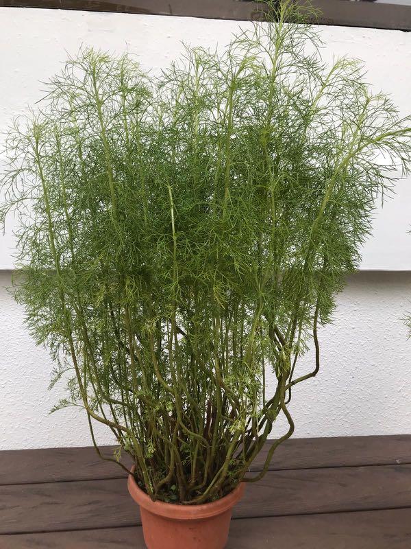 Are Fennel Plants Safe For Dogs