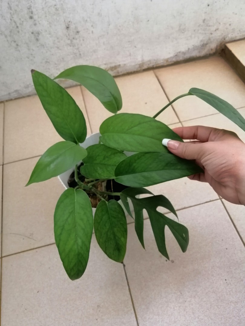 Monstera dragon tail, Furniture & Home Living, Gardening, Plants