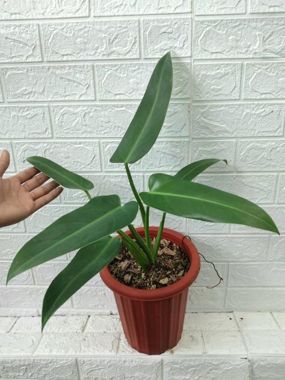 Philodendron Red Queen R240221 141 Furniture Home Living Home Decor Artificial Plants Flowers On Carousell