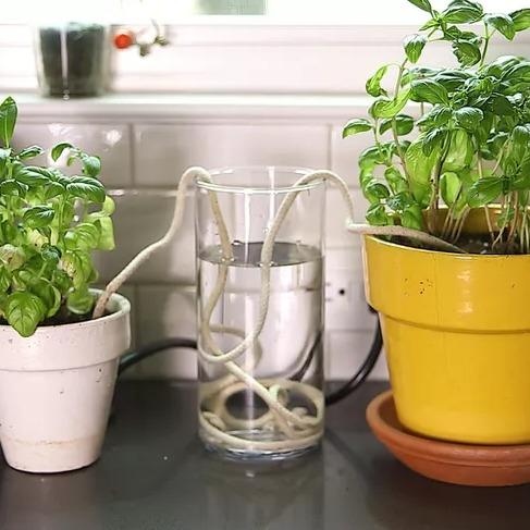 Self Watering Potted Plant Wick Cord, Furniture & Home Living, Gardening,  Plants & Seeds on Carousell