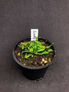 （分類：）位於 。 由 crotalusleon 提交（商品編號 1071447254，圖片 1）。簡介： 。