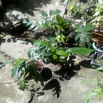 Monstera Dragontail Plant Epipremnum Pinnatum “Dragon Tail” (Monstera