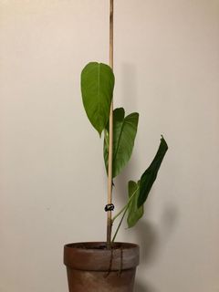 （分類：）位於 。 由 ronboss120 提交（商品編號 1071625874，圖片 1）。簡介： 。